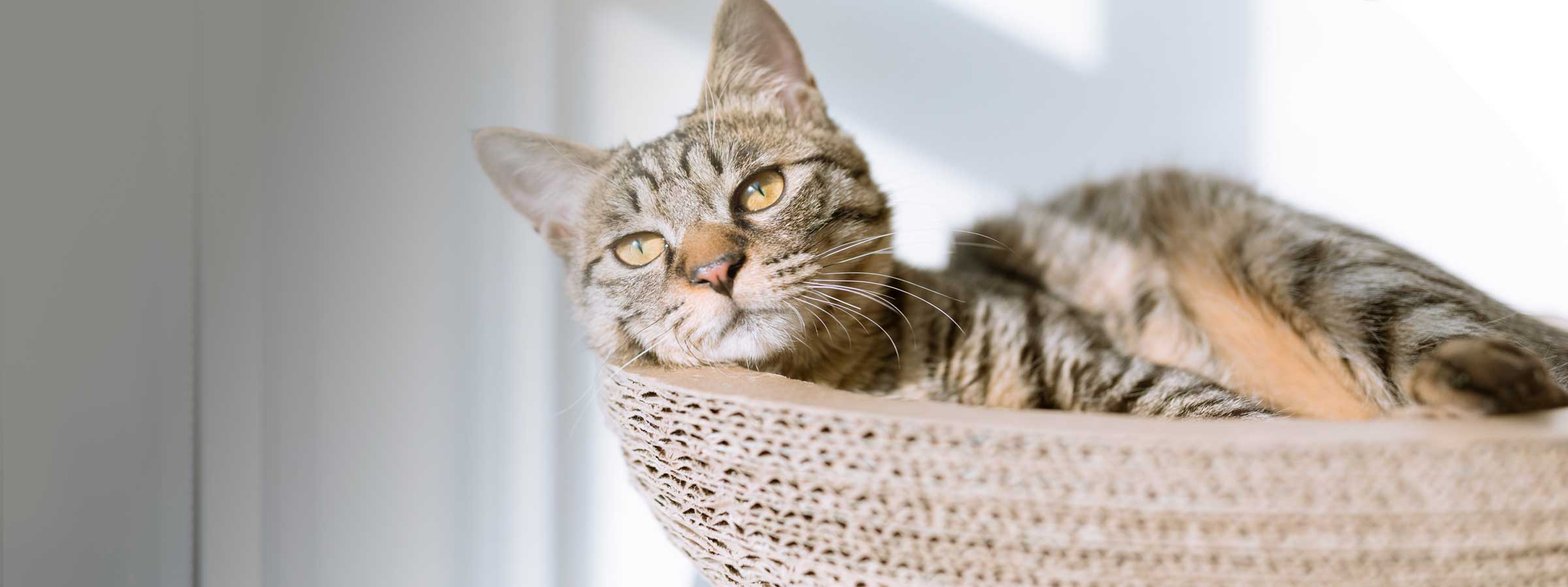Photo of cat in a basket and sunlight